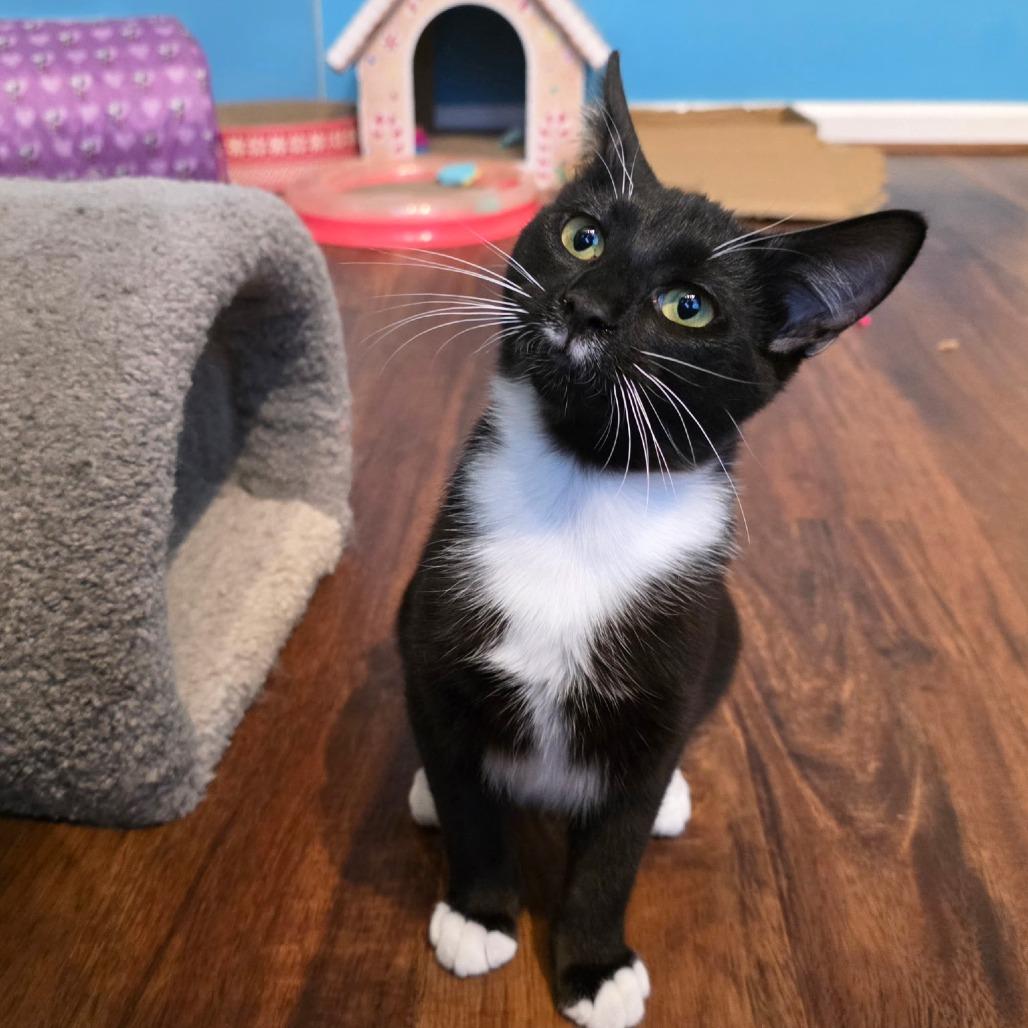 Enlarge Tuxie, a Adoptable Domestic Short Hair in Newport News, VA image 3/4