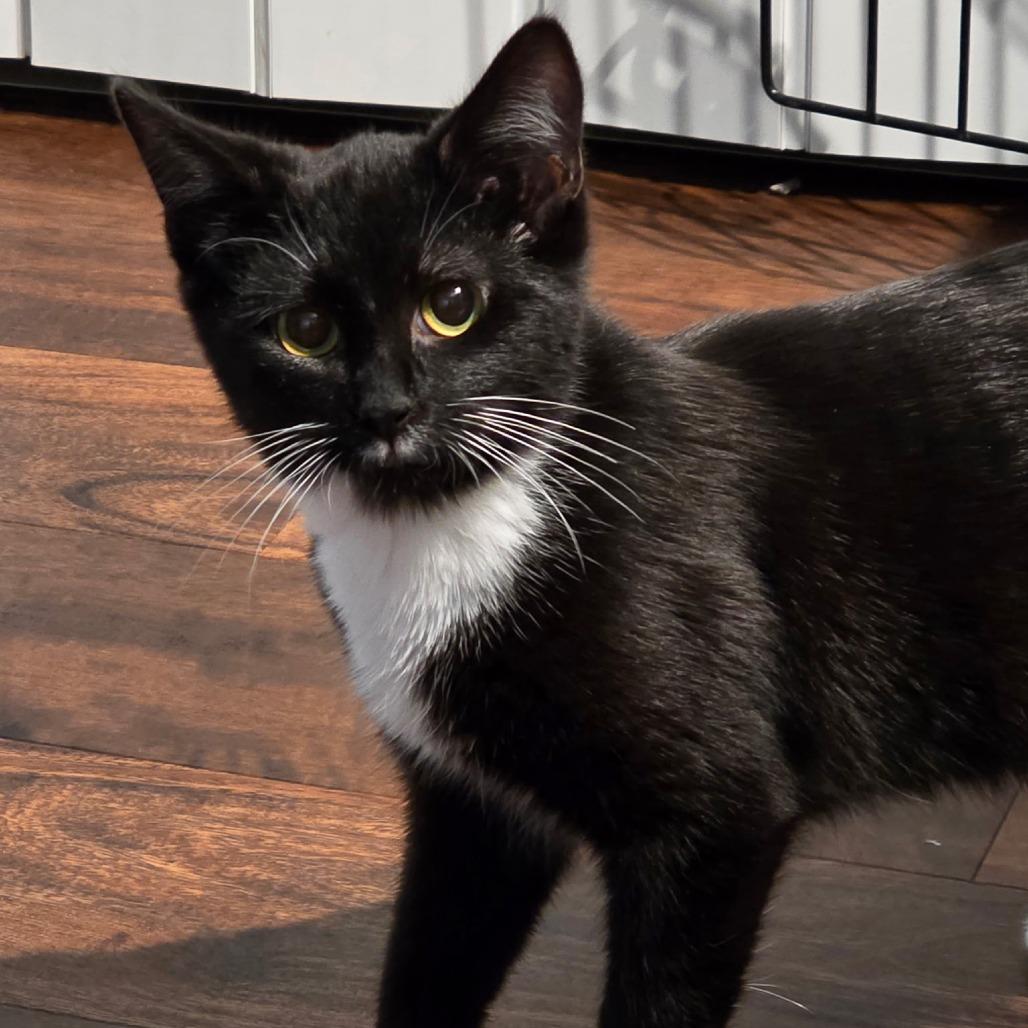 Enlarge Tuxie, a Adoptable Domestic Short Hair in Newport News, VA image 4/4