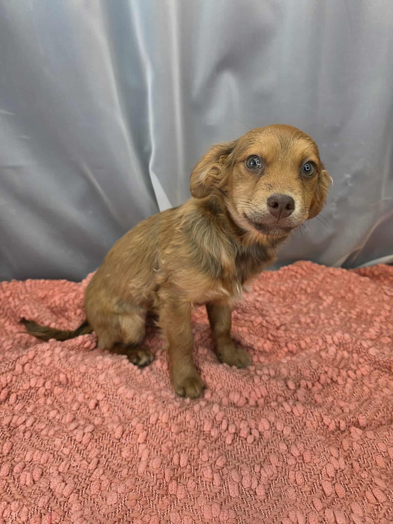 Beans, a ADOPTABLE mixed breed in Hartford, CT image 3/6
