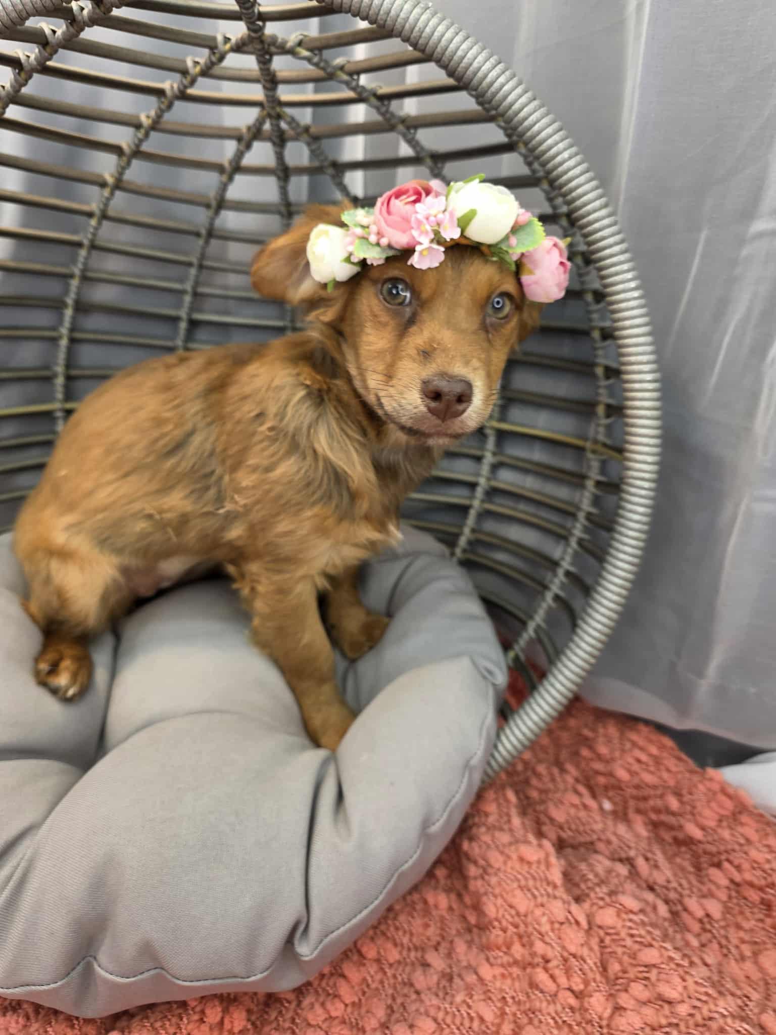 Beans, a ADOPTABLE mixed breed in Hartford, CT image 2/6