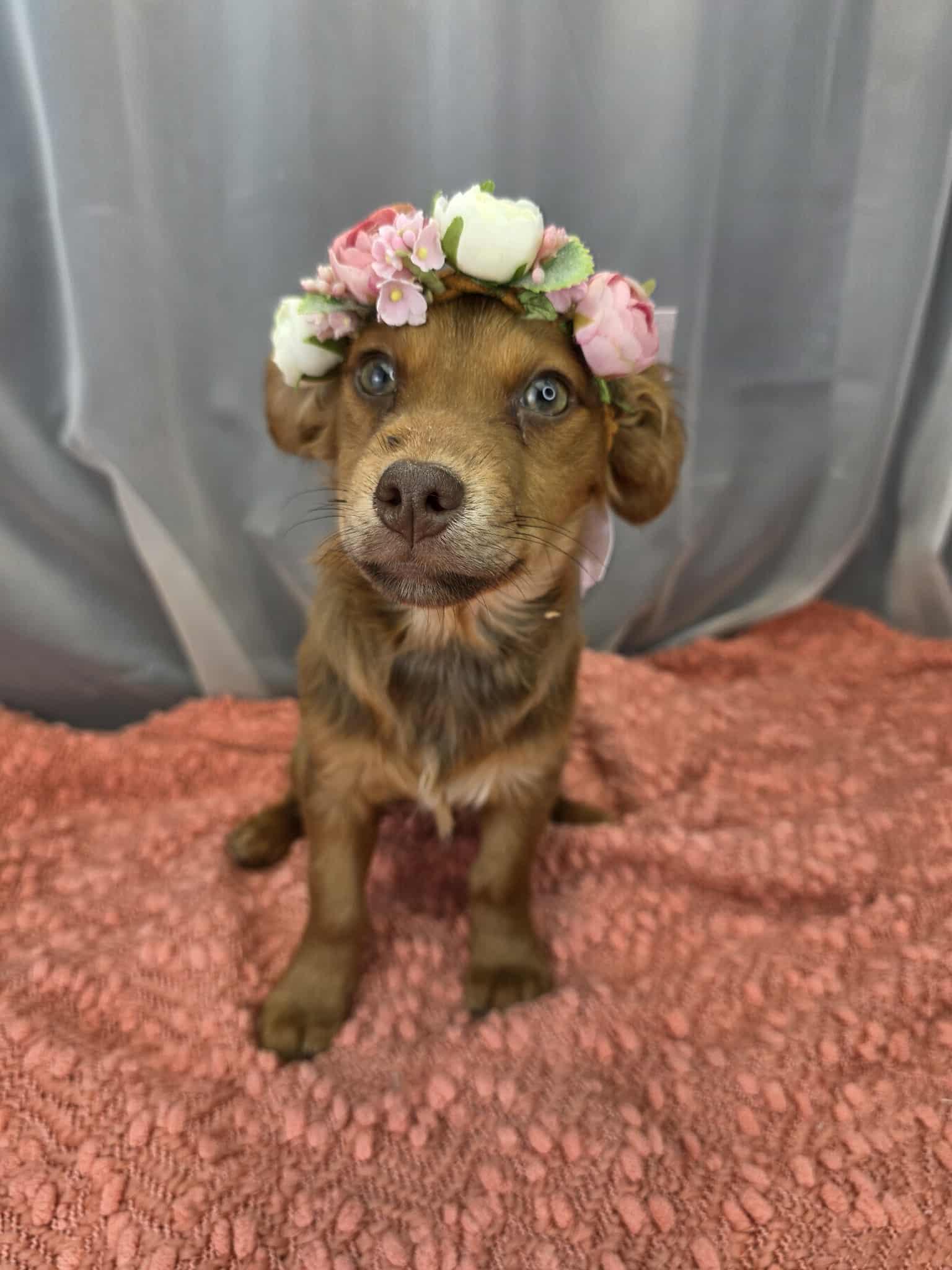 Beans, a ADOPTABLE mixed breed in Hartford, CT image 4/6