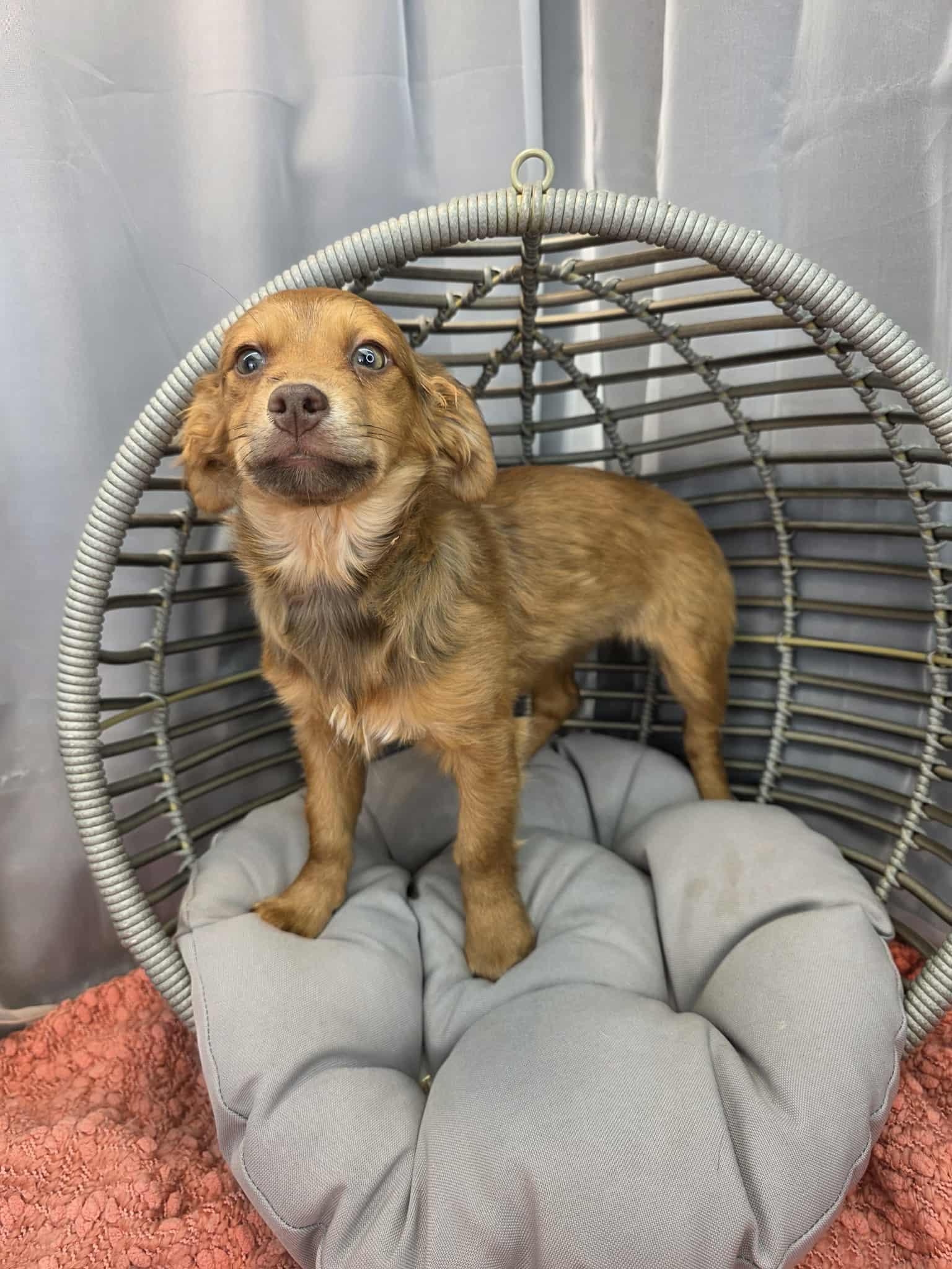 Beans, a ADOPTABLE mixed breed in Hartford, CT image 5/6