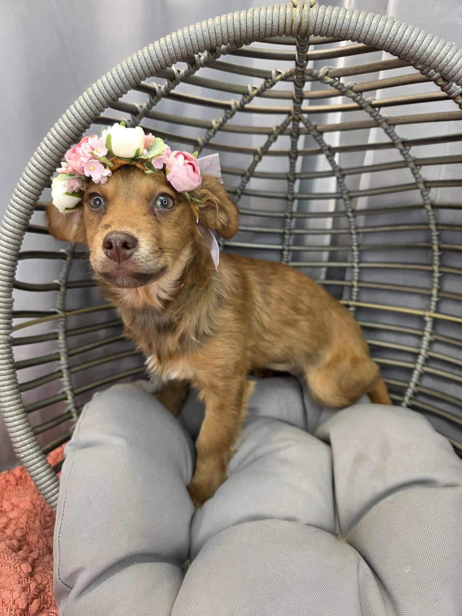 Beans, a ADOPTABLE mixed breed in Hartford, CT image 6/6