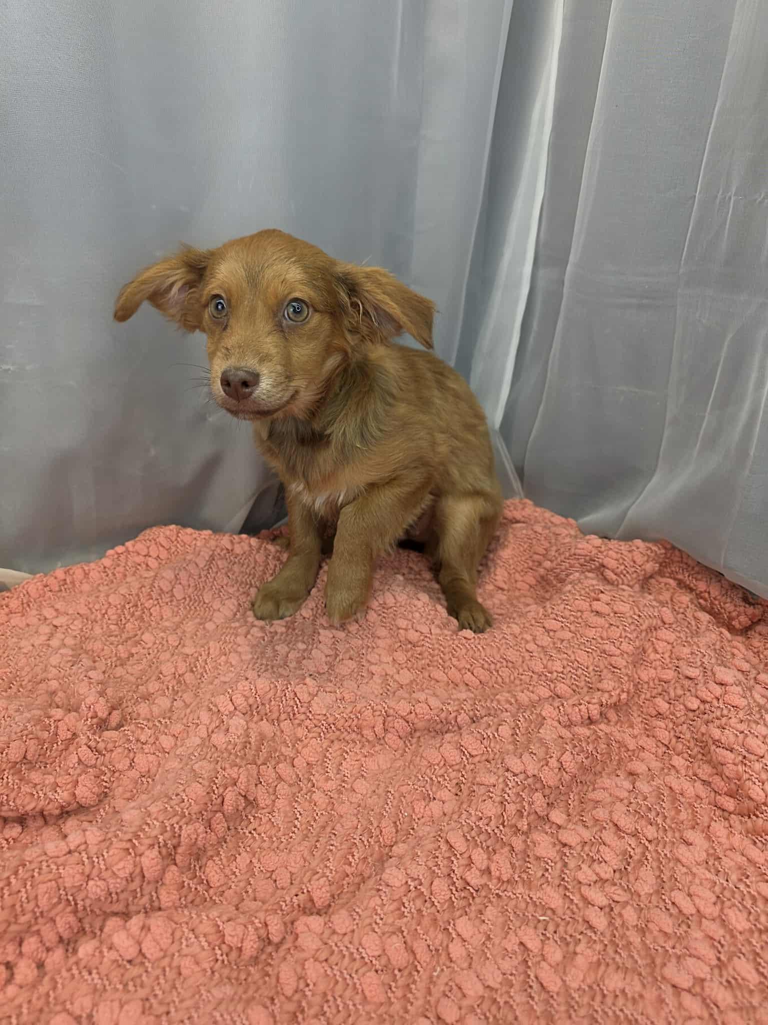 Beans, a ADOPTABLE mixed breed in Hartford, CT image 1/6