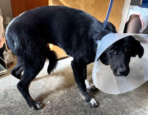 Blackie, Adoptable, Young Female Black Labrador Retriever.
