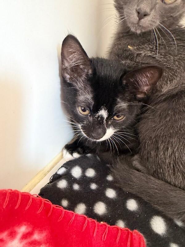 Enlarge Kitty #4, an adopted Domestic Short Hair in Zimmerman, MN image 1/1