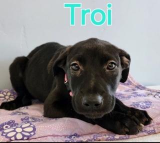Troi, Adoptable, Adult Female Boxer & Shepherd.