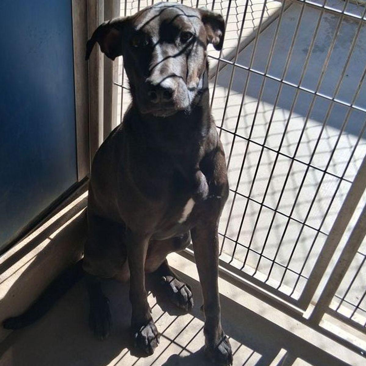 Troi, a Adoptable mixed breed in Kingman, AZ image 2/2