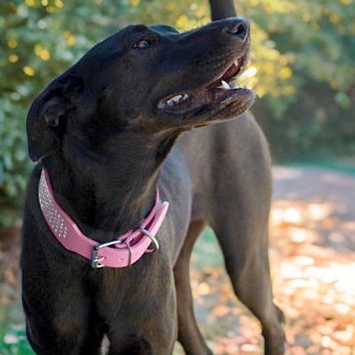 Troi, a Adoptable mixed breed in Kingman, AZ image 1/3