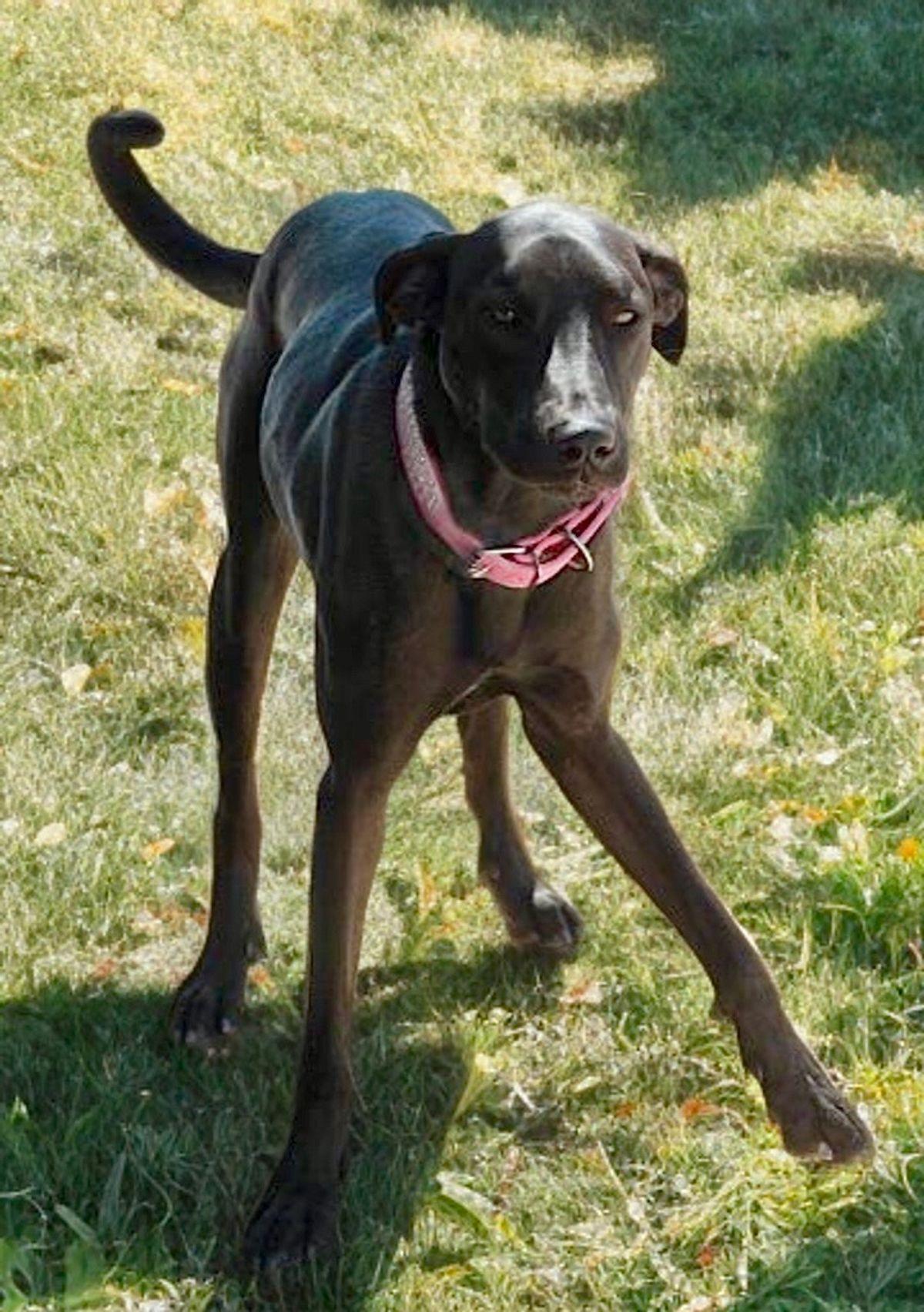 Troi, a Adoptable mixed breed in Kingman, AZ image 2/3