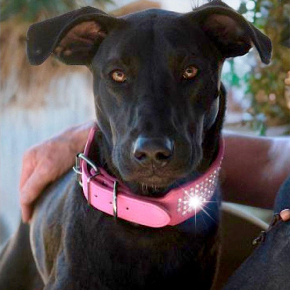 Troi, a Adoptable mixed breed in Kingman, AZ image 3/3