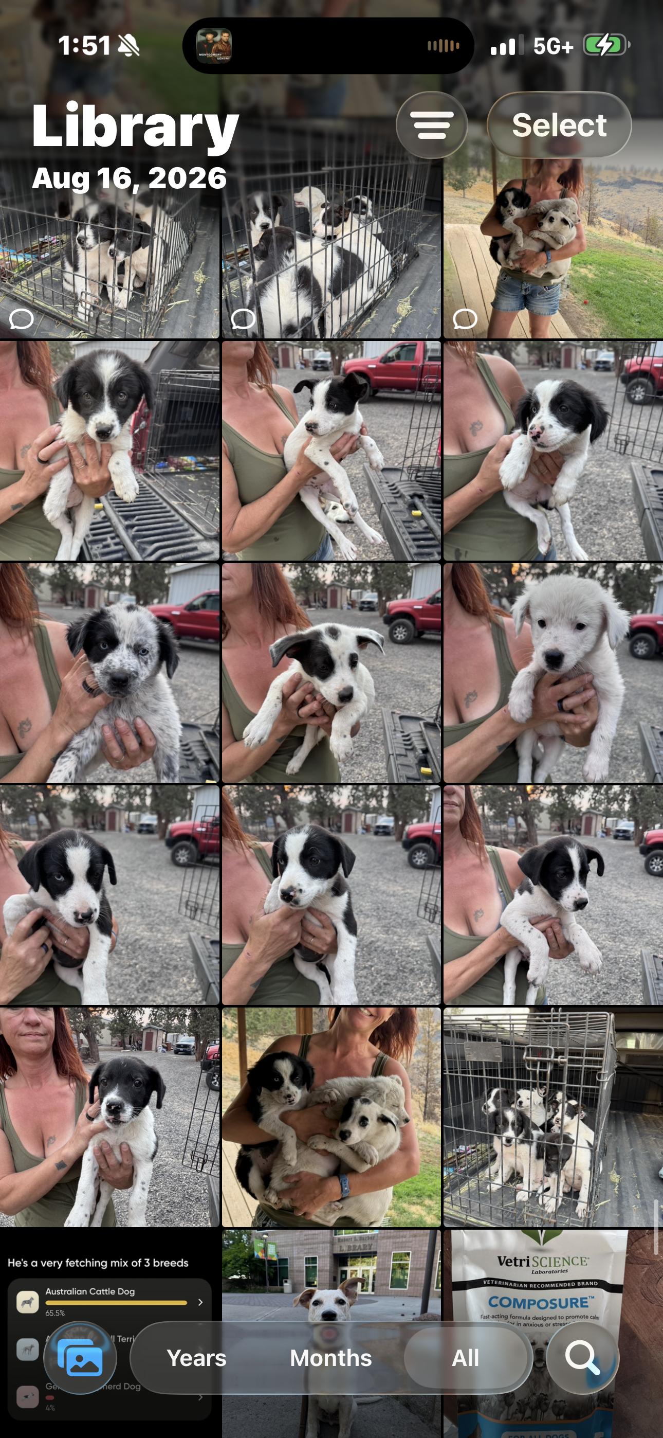BC Mix Puppies ready 9/14, ADOPTABLE, Puppy Female Border Collie & Australian Cattle Dog / Blue Heeler.