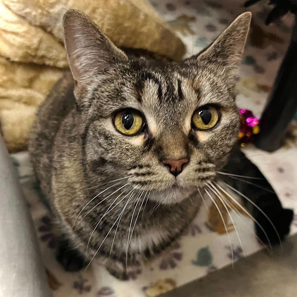 Squeaker, Adoptable, Adult Female Domestic Short Hair.