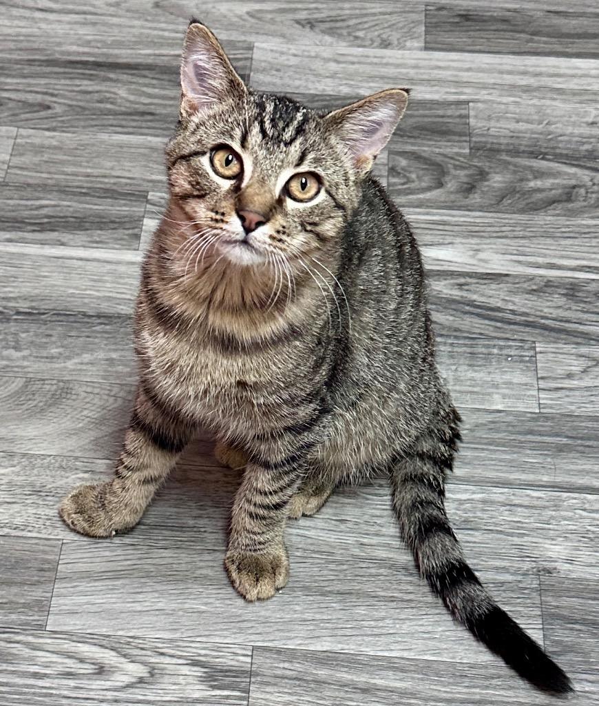 Tony, Adoptable, Young Male Domestic Short Hair.