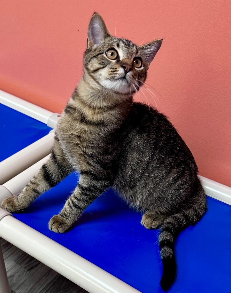 Enlarge Tony, a Adoptable mixed breed in Waynesville, MO image 2/2