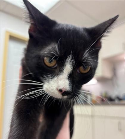 Samuel, Adoptable, Kitten Male Domestic Short Hair & Domestic Short Hair.