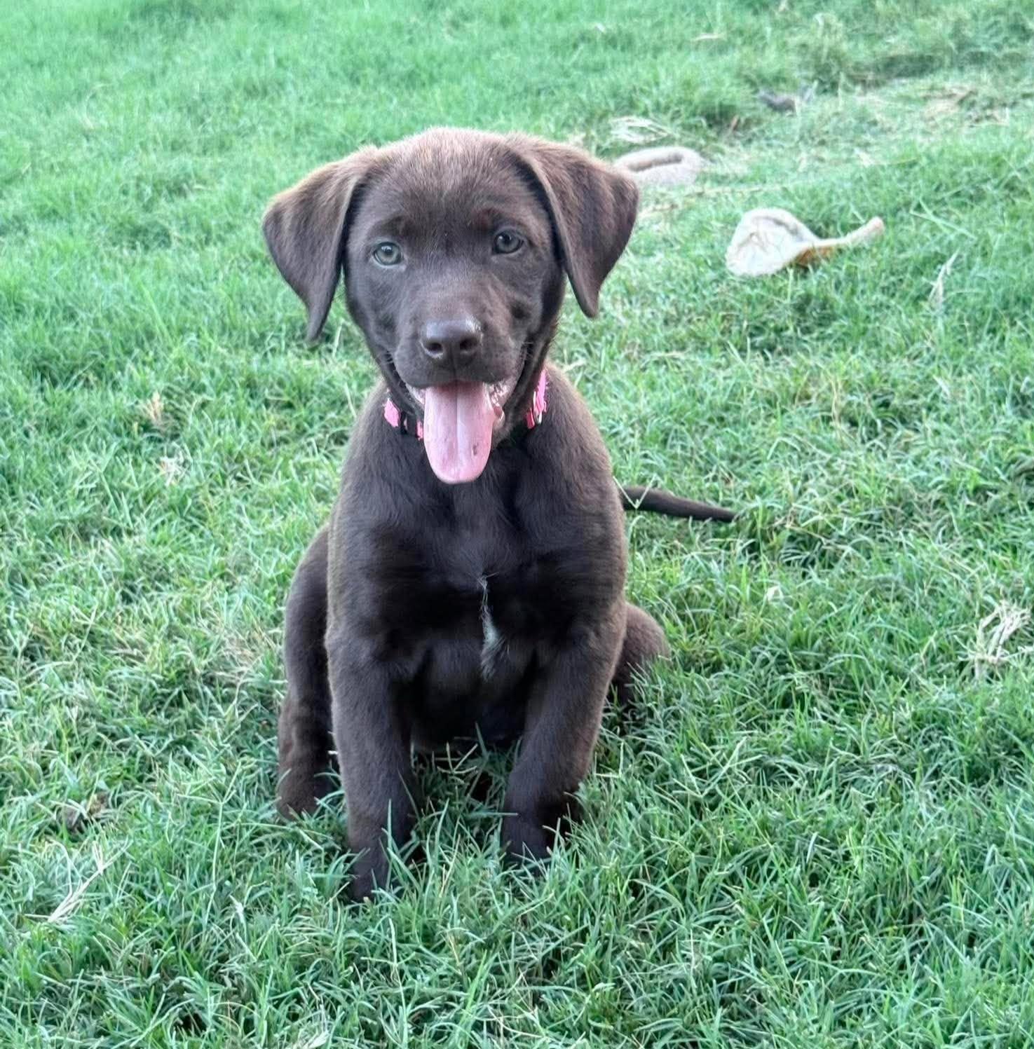 Robin, adopted, Puppy Female Mixed Breed.
