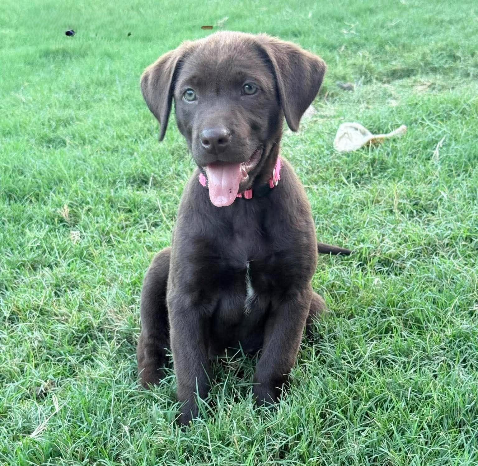 Robin, an adopted Mixed Breed in Northwood, NH image 2/2