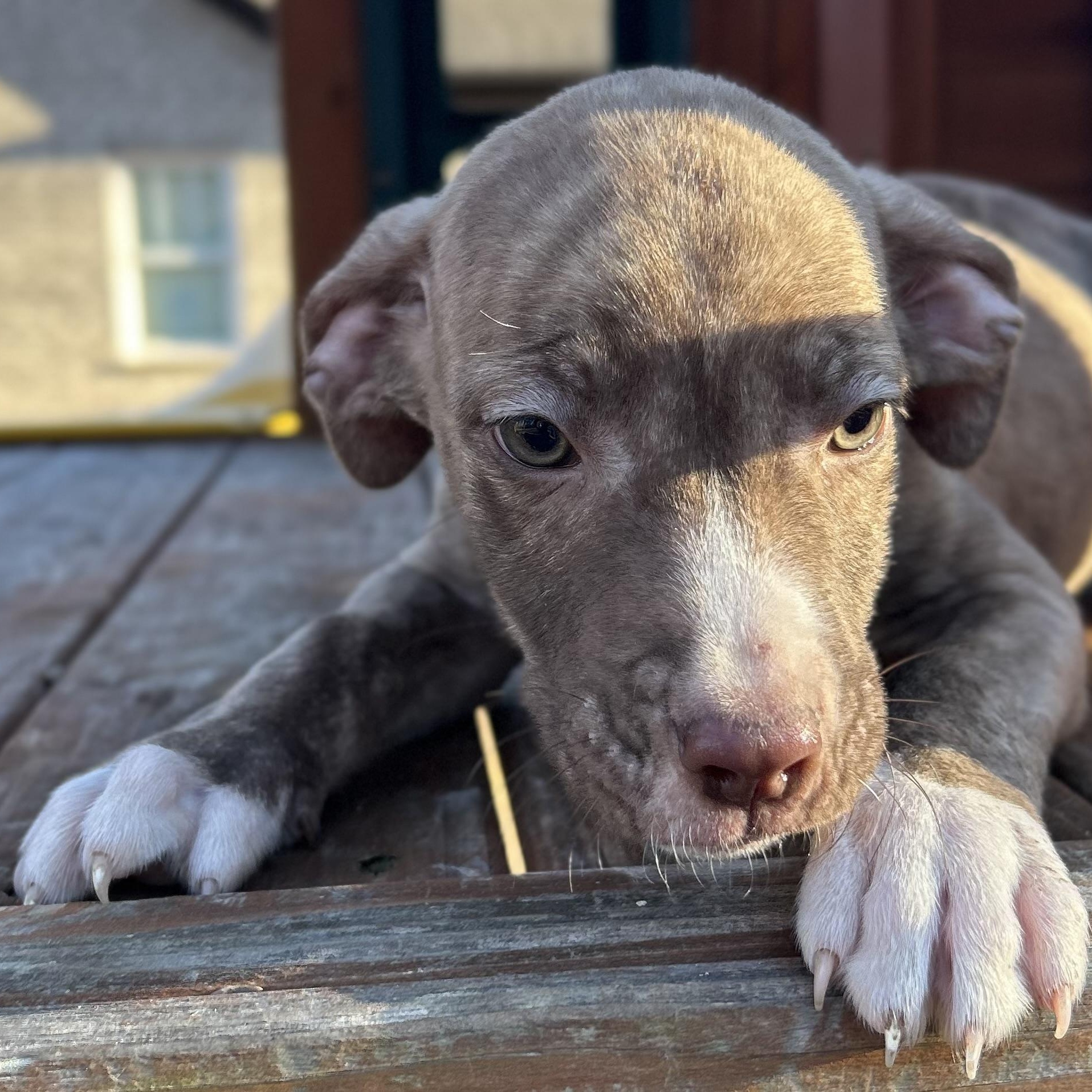 Enlarge Comet, a Adoptable mixed breed in Warrior, AL image 5/6