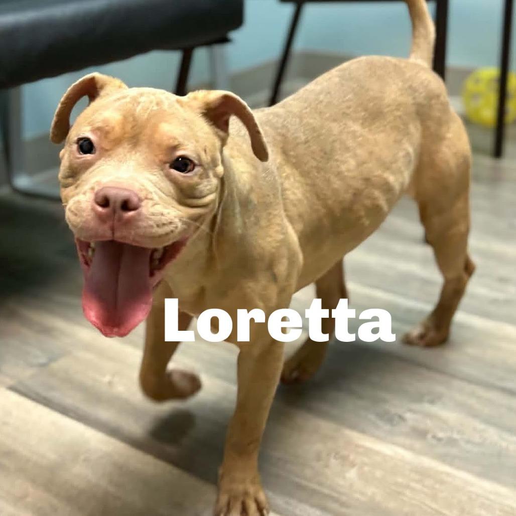 Enlarge Loretta 260727, a Adoptable Mixed Breed in Escanaba, MI image 1/1