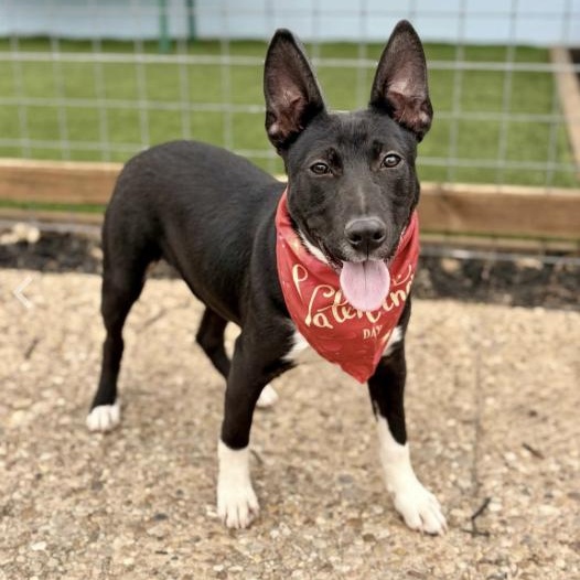 Asher (URGENT), ADOPTABLE, Puppy Male Mixed Breed.
