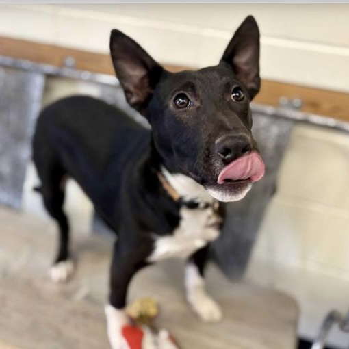 Asher (URGENT), a ADOPTABLE Mixed Breed in Boston, MA image 3/5