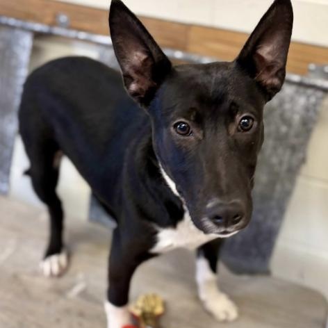 Asher (URGENT), a ADOPTABLE Mixed Breed in Boston, MA image 4/5