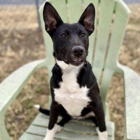 Asher (URGENT), a ADOPTABLE Mixed Breed in Boston, MA image 5/5