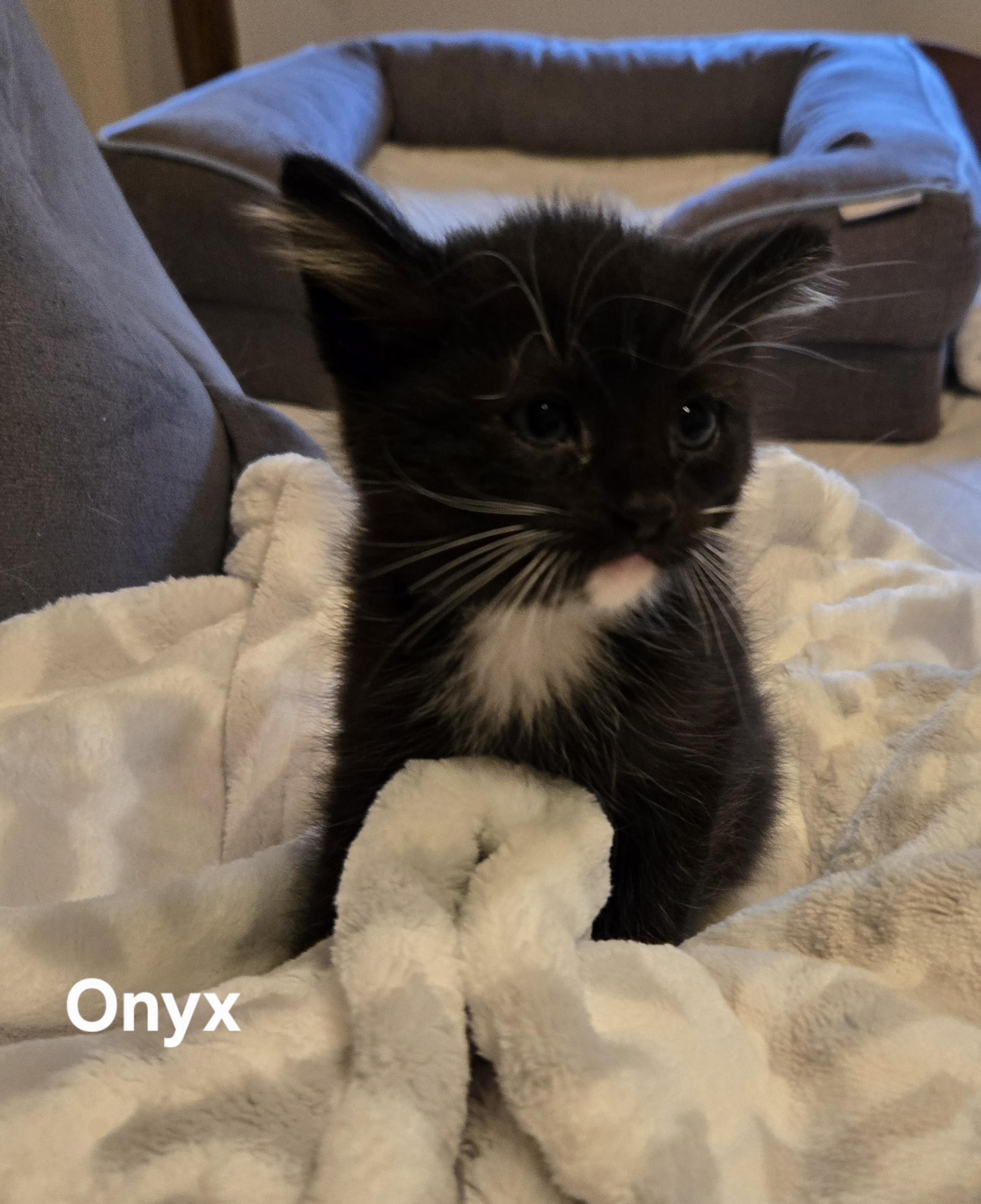 Onyx, Adoptable, Kitten Male Domestic Short Hair.