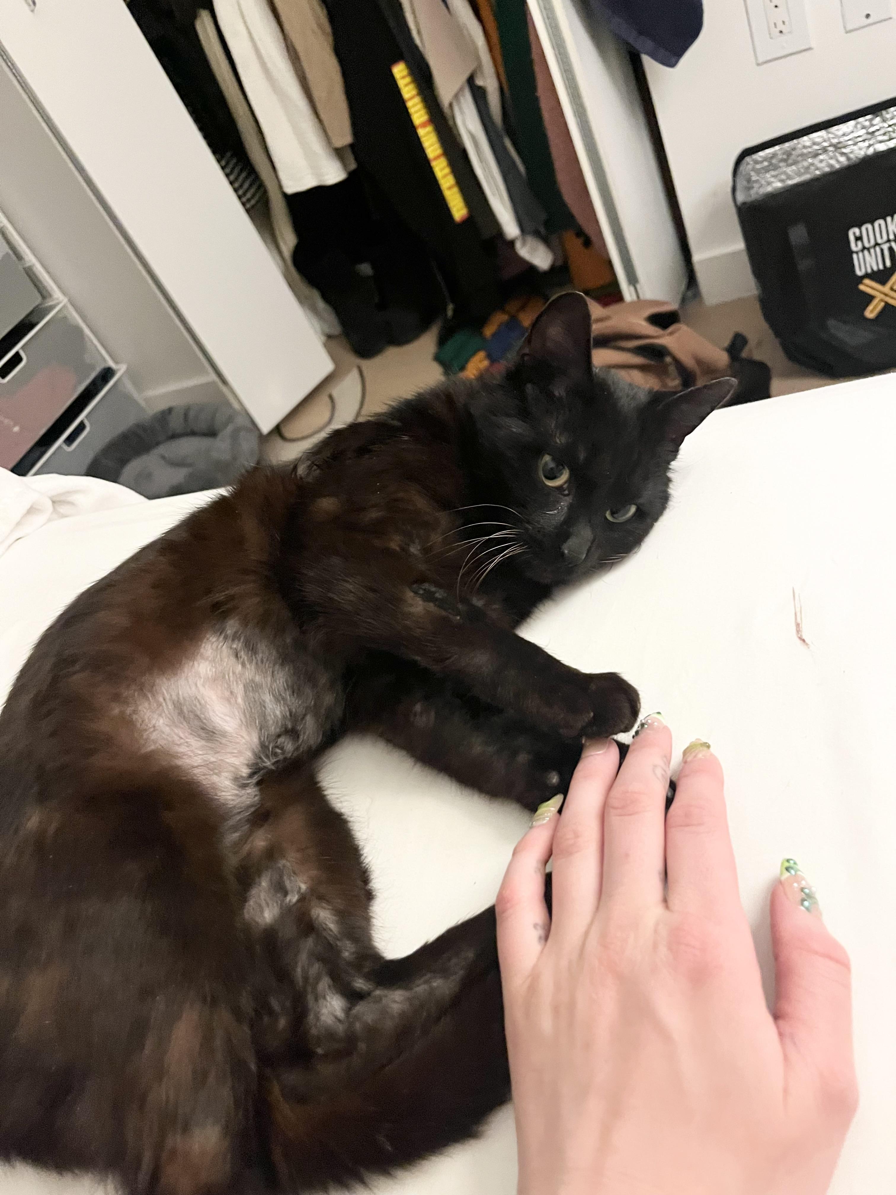 Enlarge Mason, a Adoptable Domestic Short Hair in New York, NY image 6/6