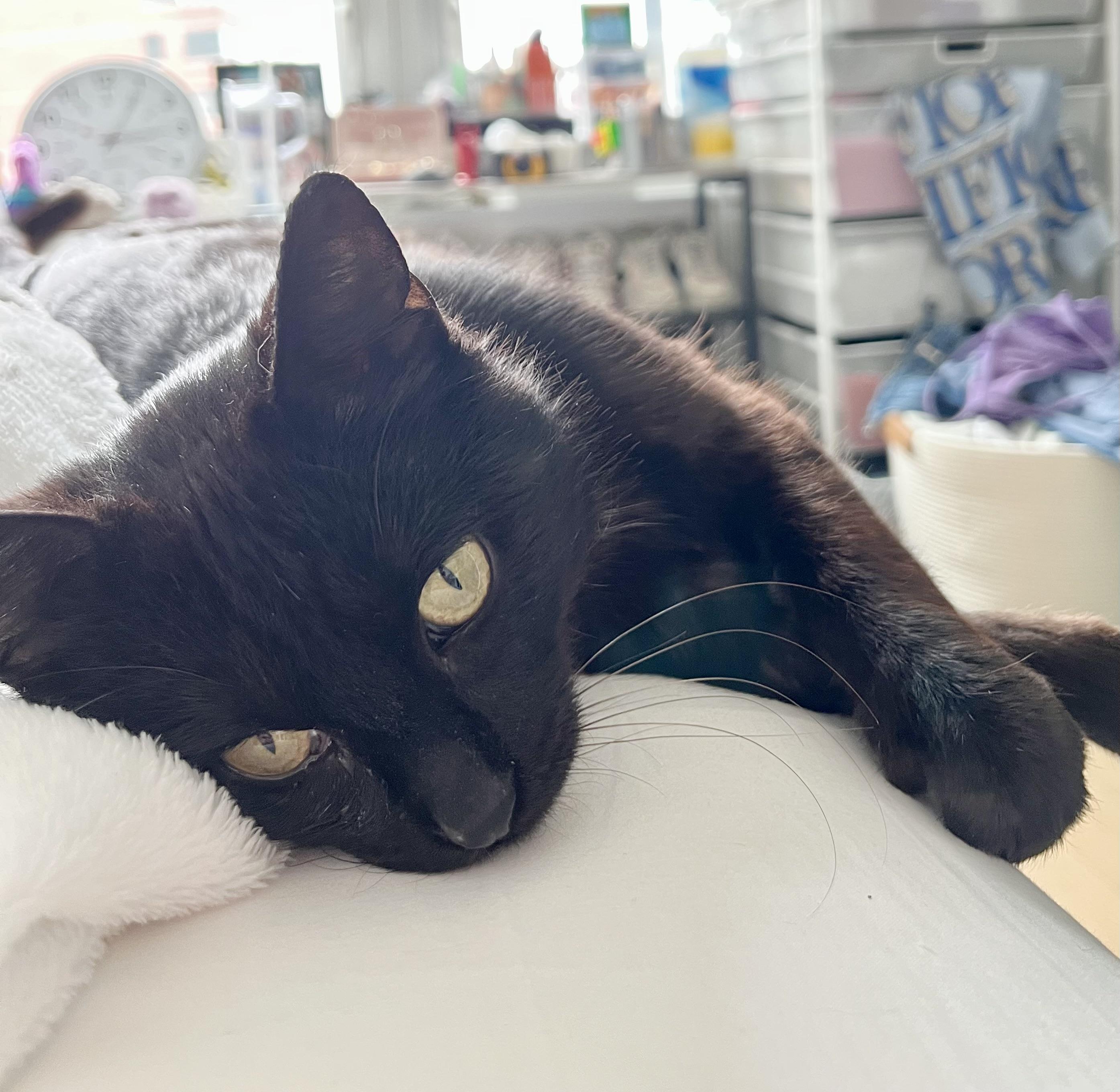 Enlarge Mason, a Adoptable Domestic Short Hair in New York, NY image 1/6