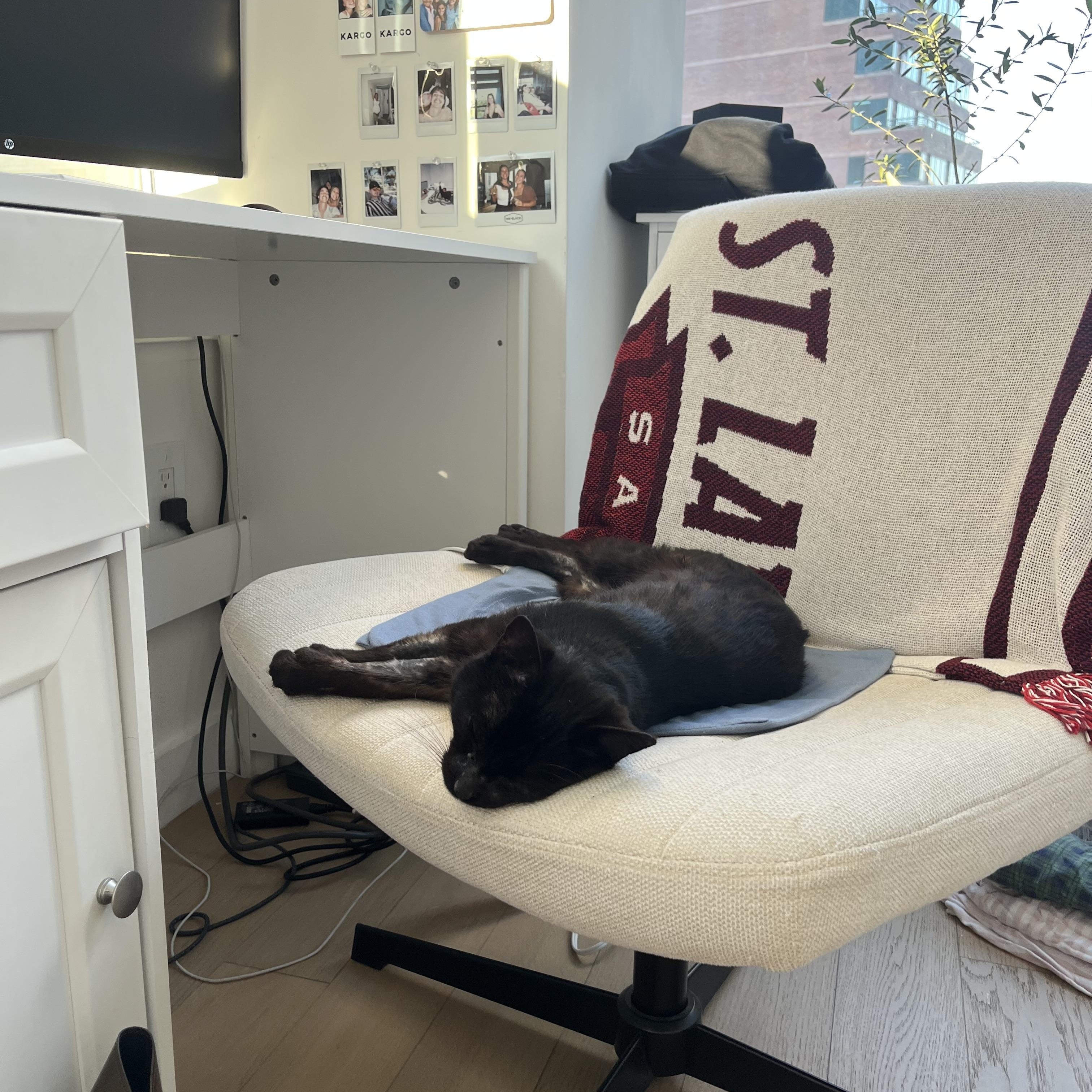 Enlarge Mason, a Adoptable Domestic Short Hair in New York, NY image 4/6