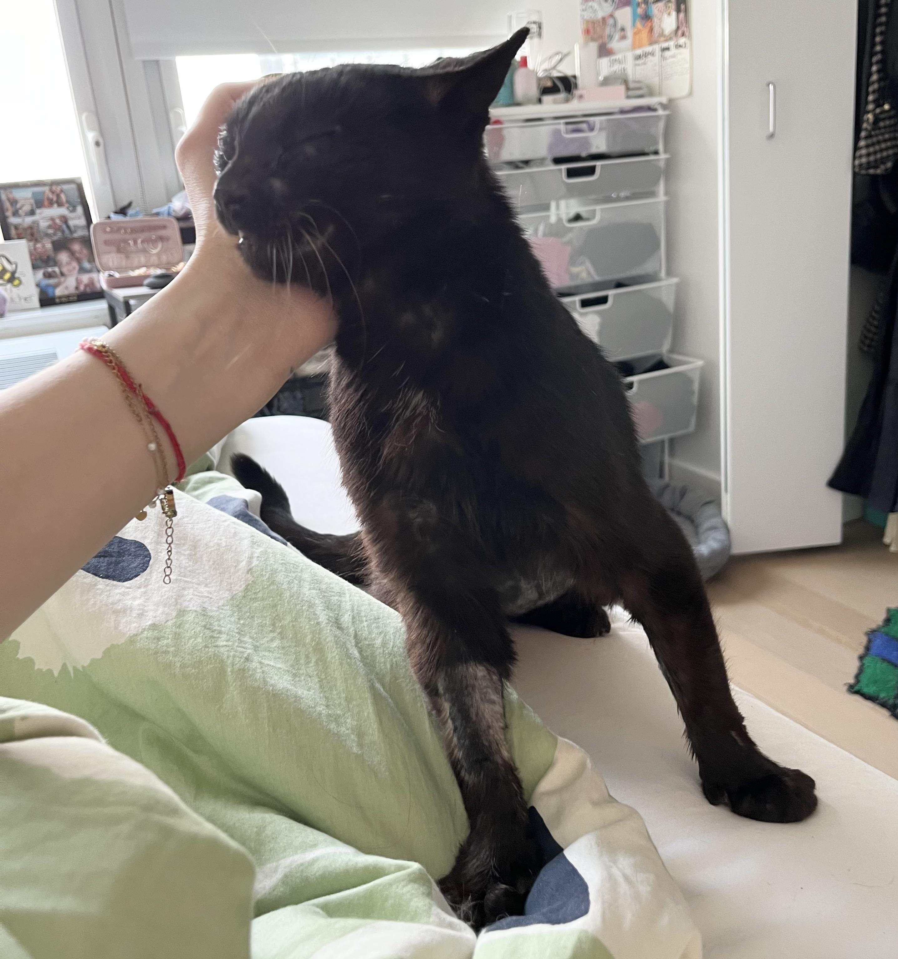 Enlarge Mason, a Adoptable Domestic Short Hair in New York, NY image 5/6