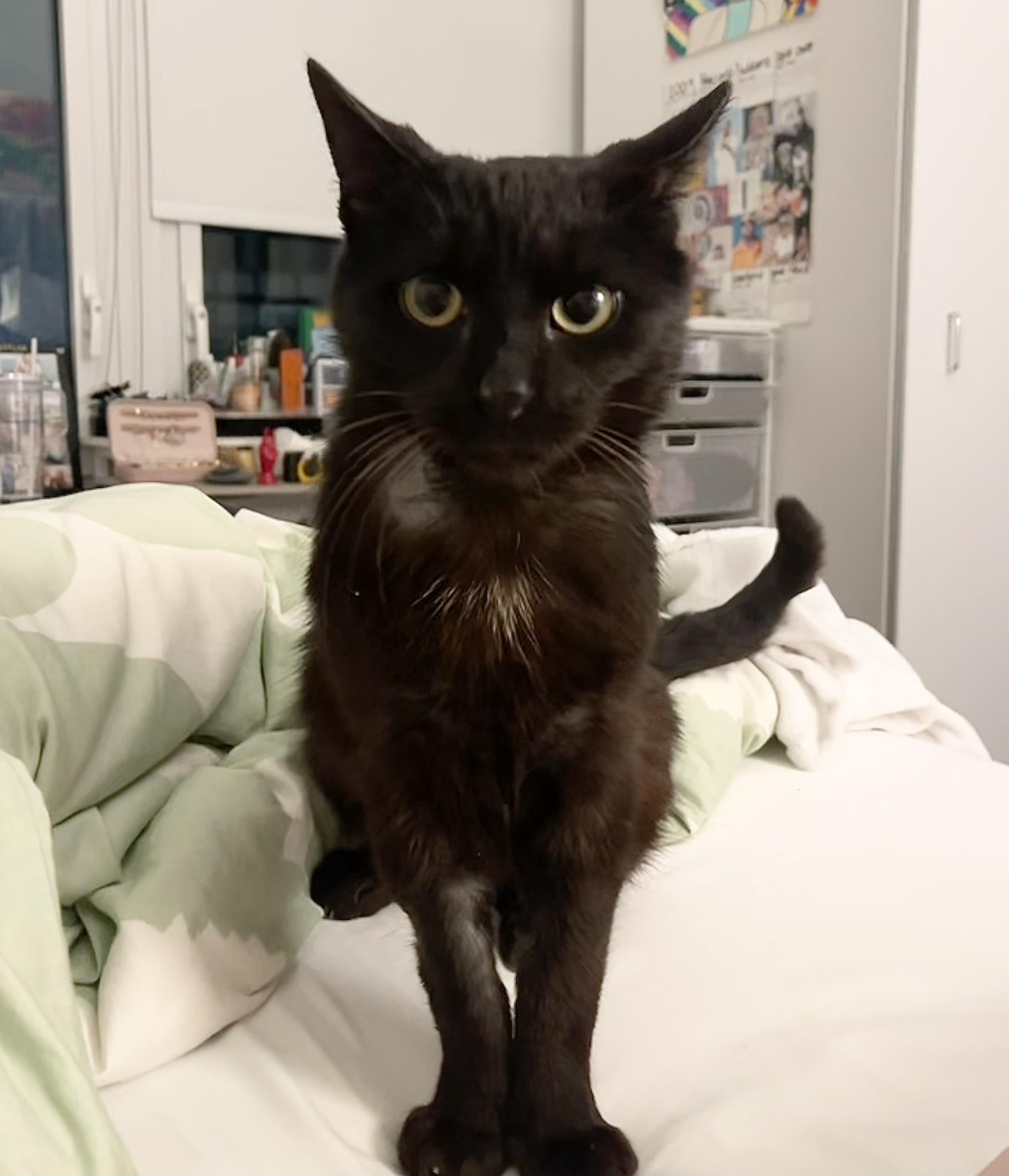 Enlarge Mason, a Adoptable Domestic Short Hair in New York, NY image 2/6