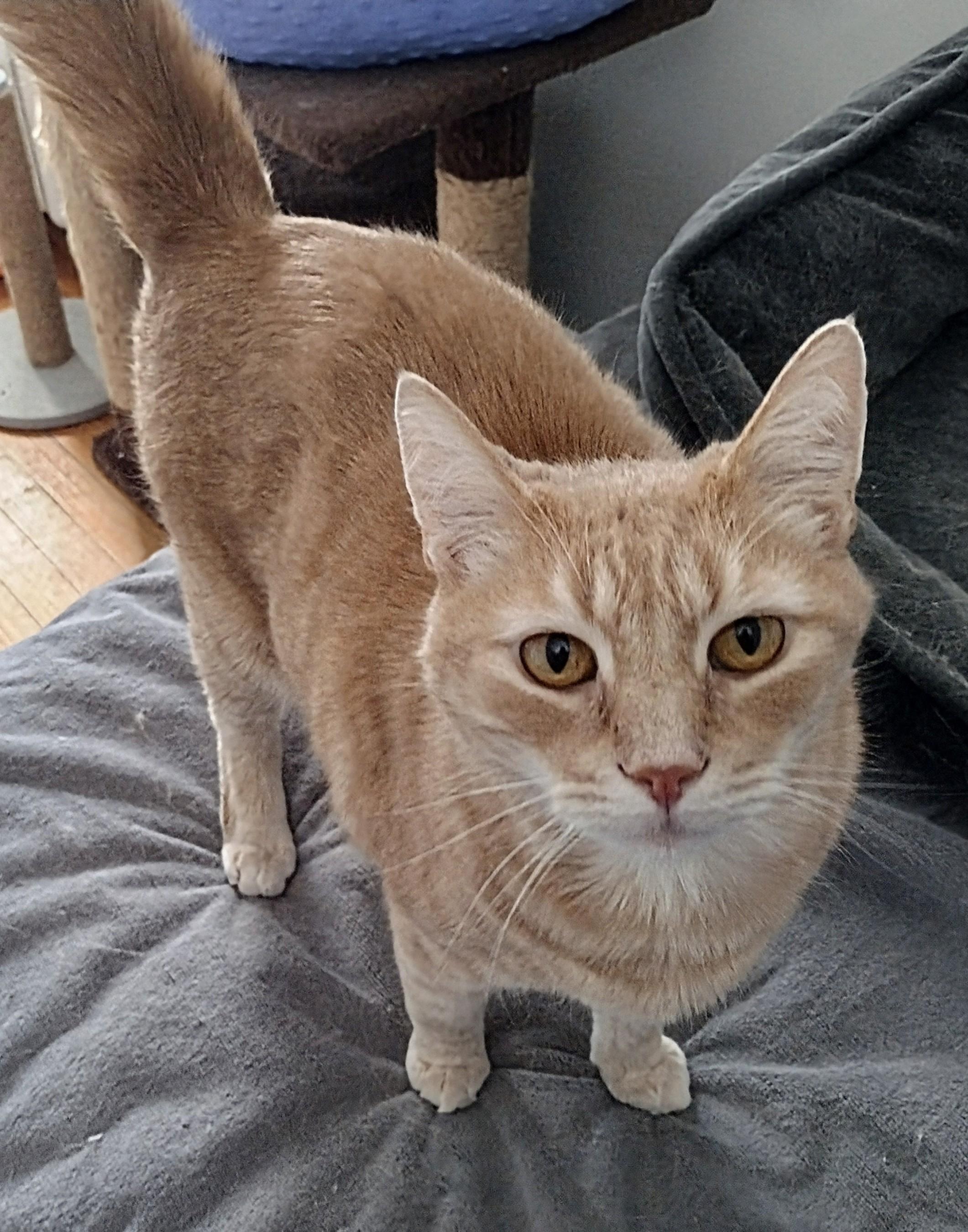 Oliver, adoptable, Adult Male Domestic Short Hair & Tabby.