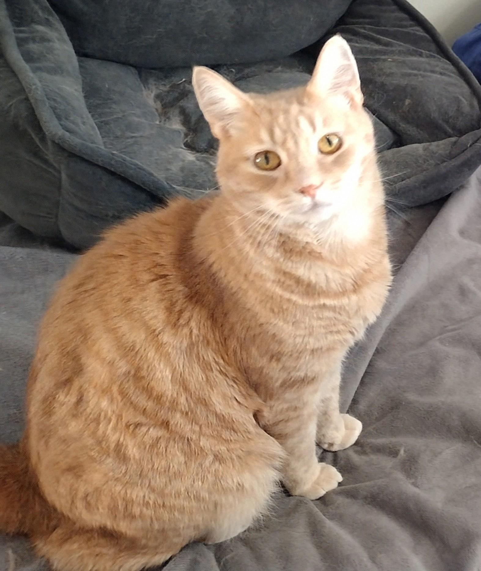 Oliver, adoptable, Adult Male Domestic Short Hair & Tabby.