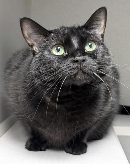 Gweneth, Adoptable, Senior Female Domestic Short Hair & Domestic Short Hair.