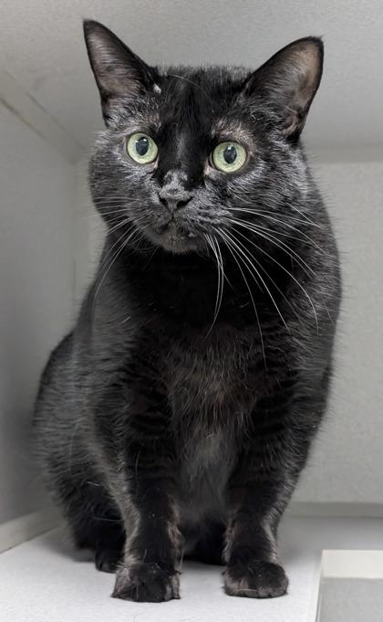 Gweneth, a Adoptable mixed breed in Mason, MI image 2/2