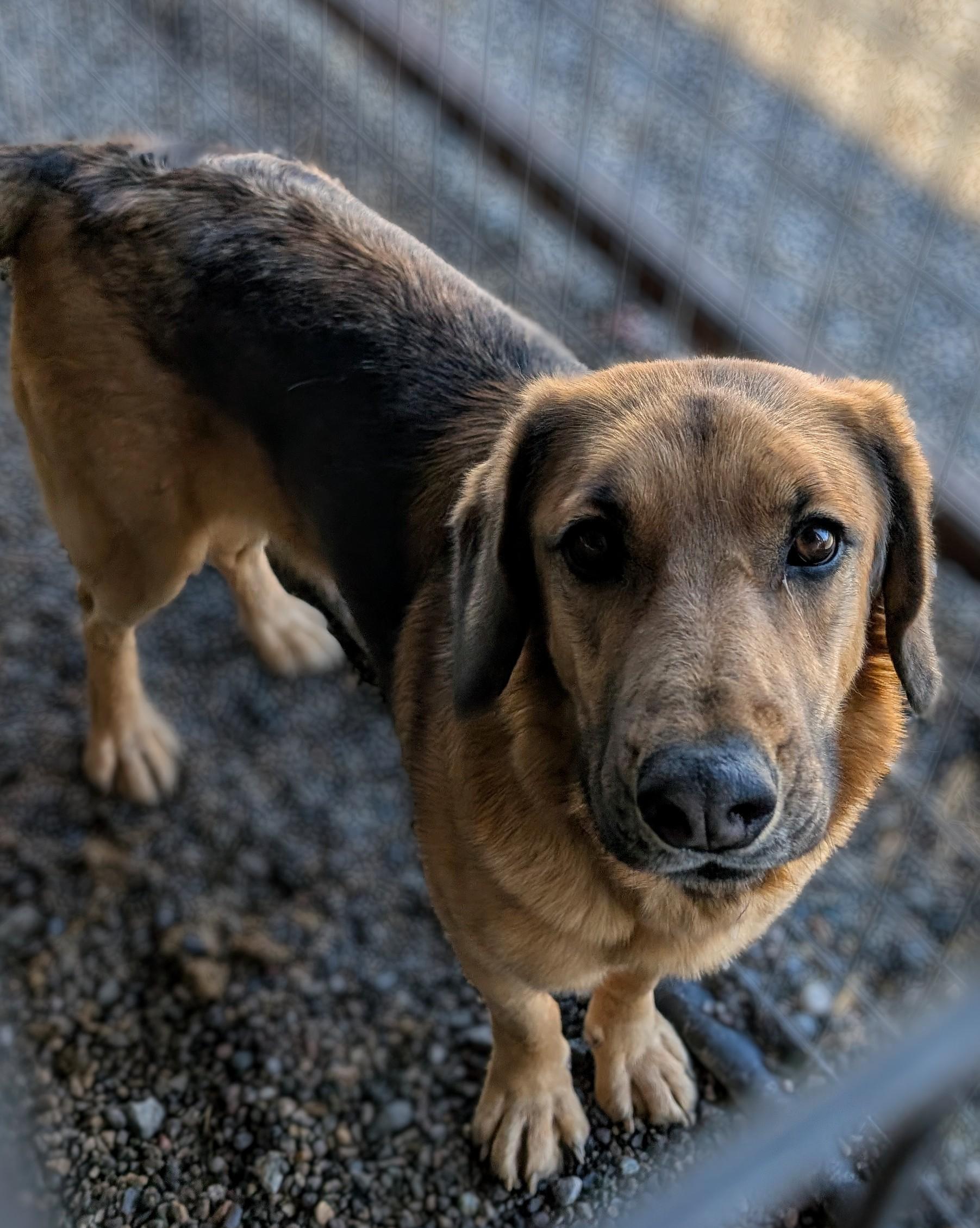 Jill, Adopted, Young Female German Shepherd Dog.