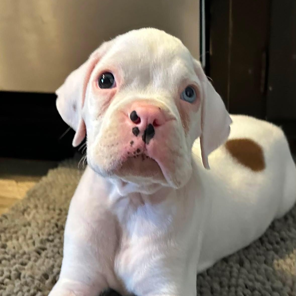 Lloyd, ADOPTABLE, Puppy Male Boxer.