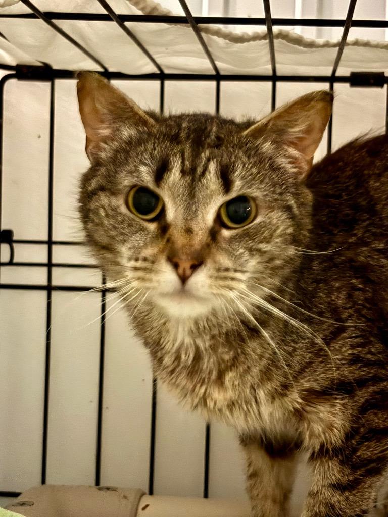 Angela, Adoptable, Kitten Female Domestic Short Hair.
