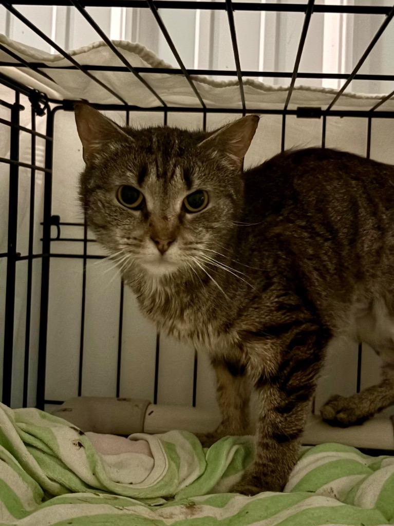 Enlarge Angela, a Adoptable mixed breed in Hartford City, IN image 2/2