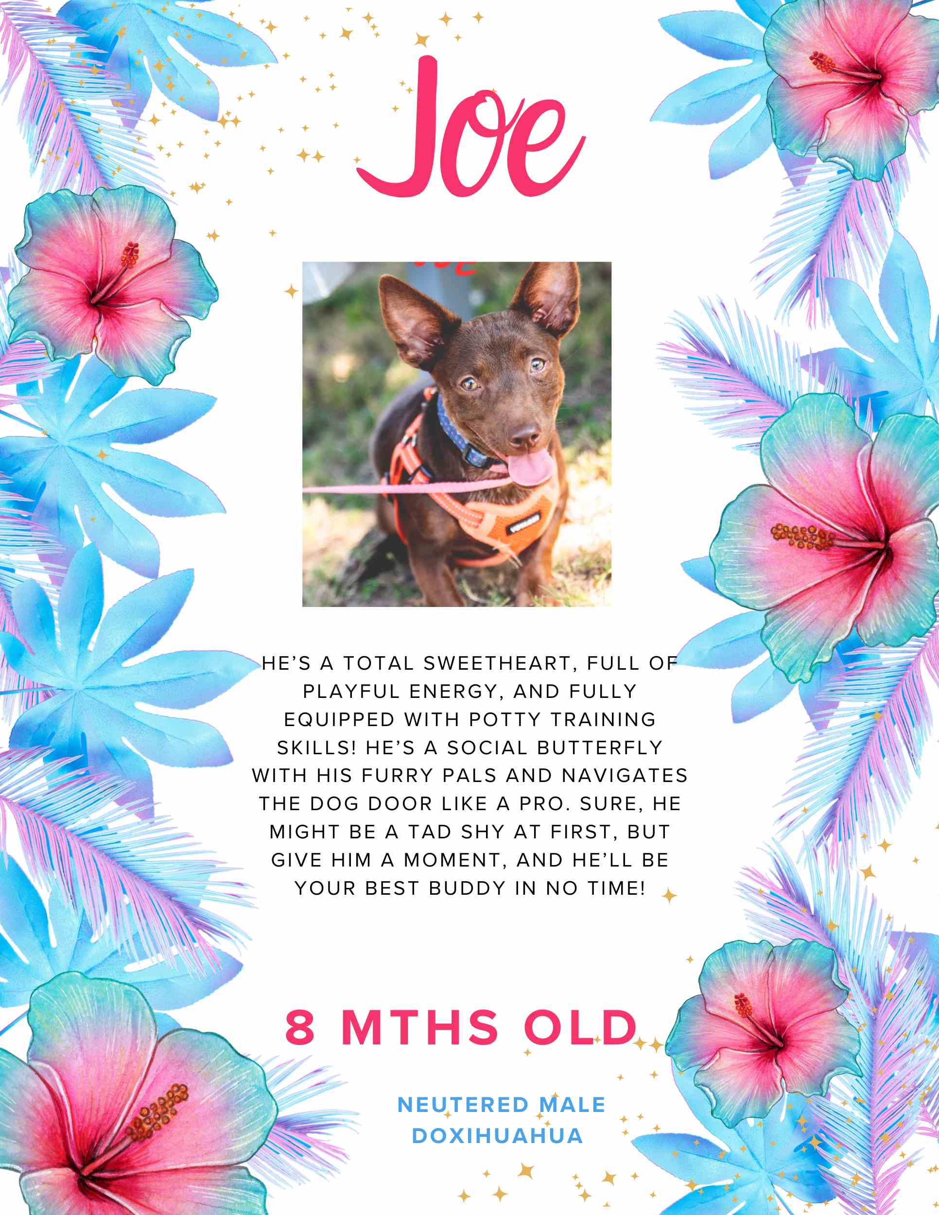 Joe, a Adoptable mixed breed in fort worth, TX image 2/3
