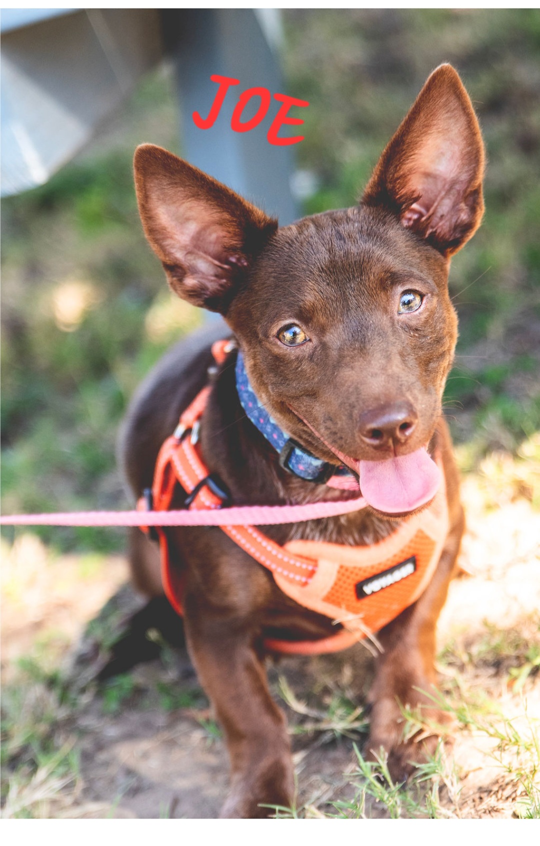 Joe, Adoptable, Young Male Chihuahua & Dachshund.