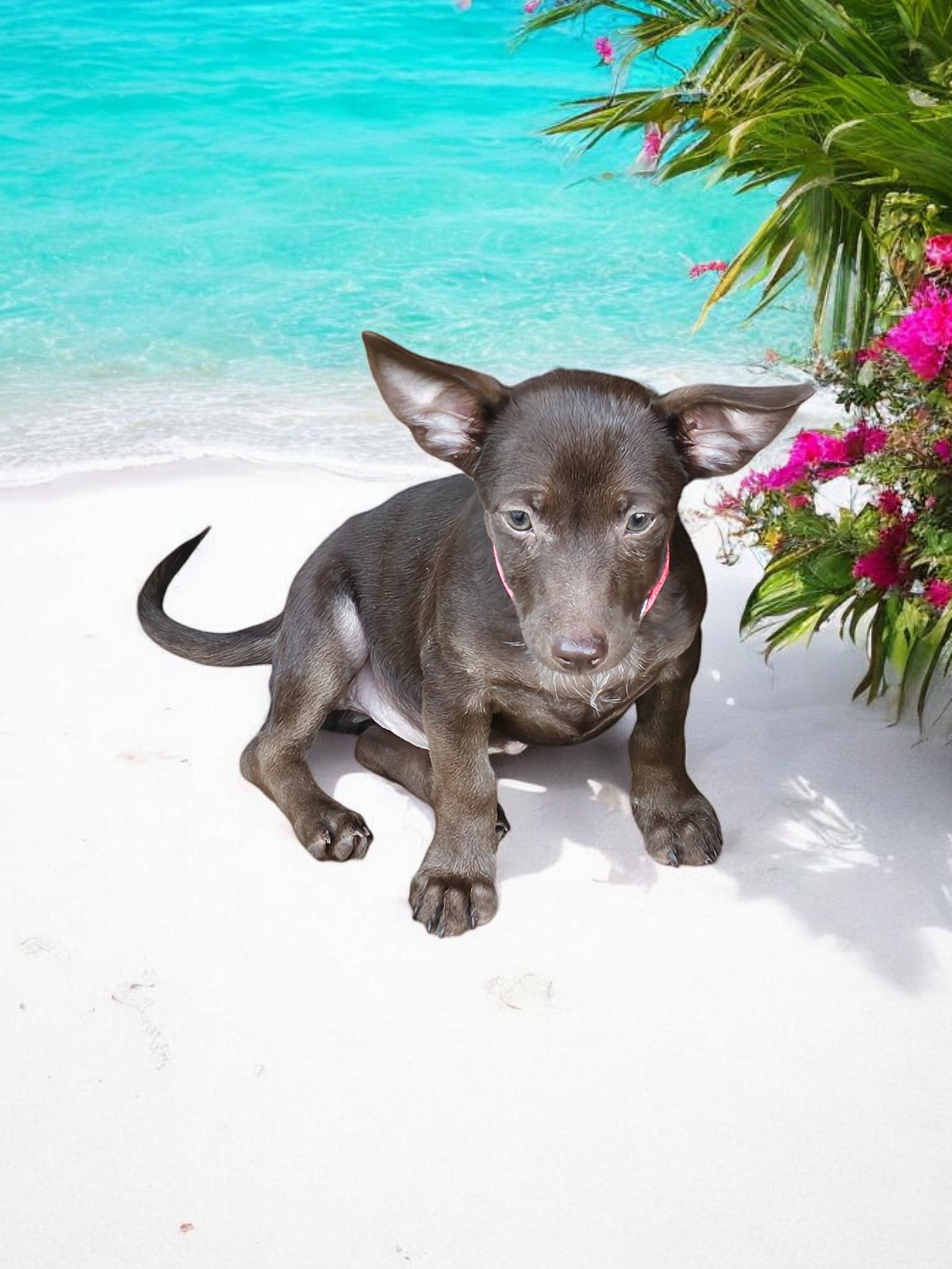 Joe, a Adoptable mixed breed in fort worth, TX image 3/3