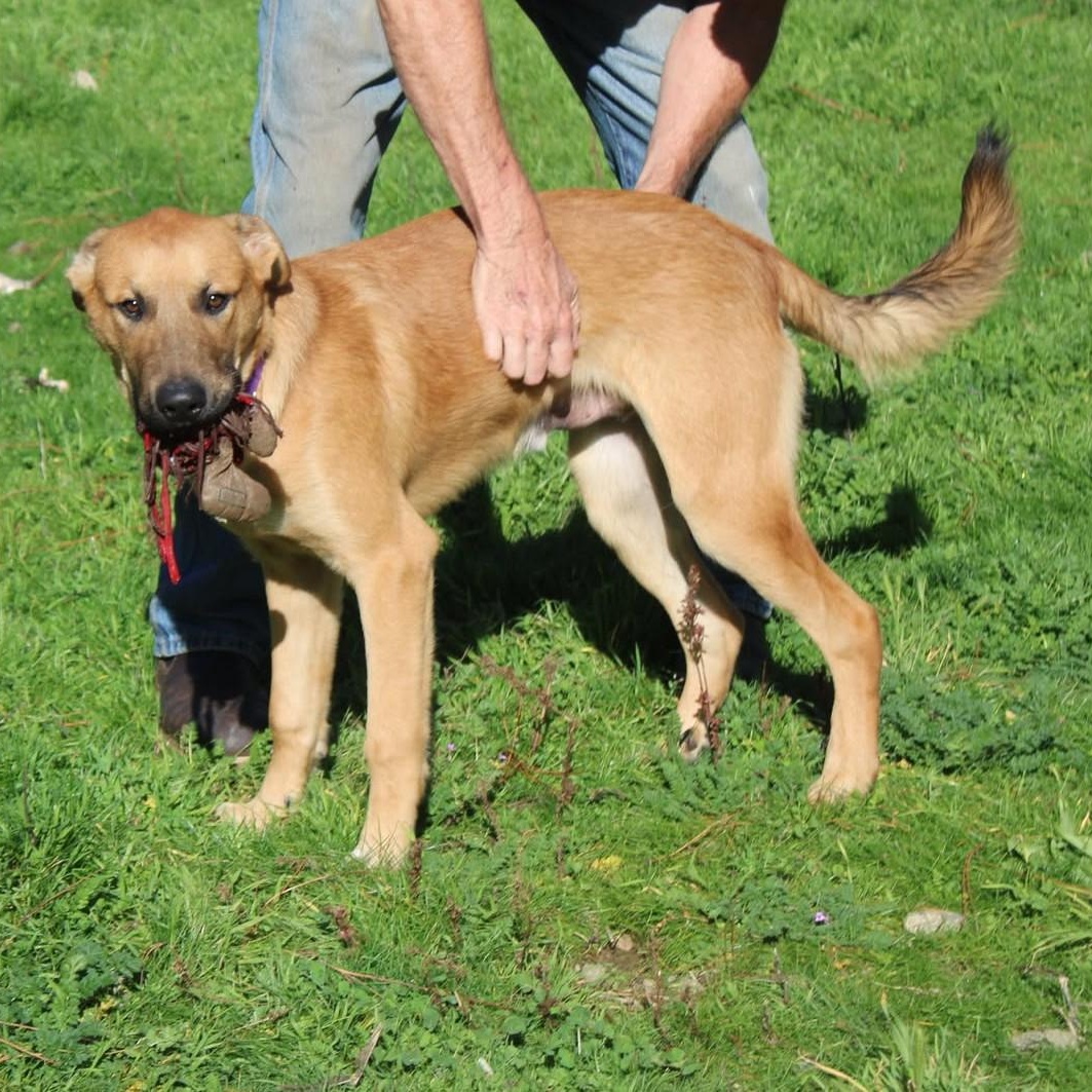 Watson, Adoptable, Adult Male Shepherd.