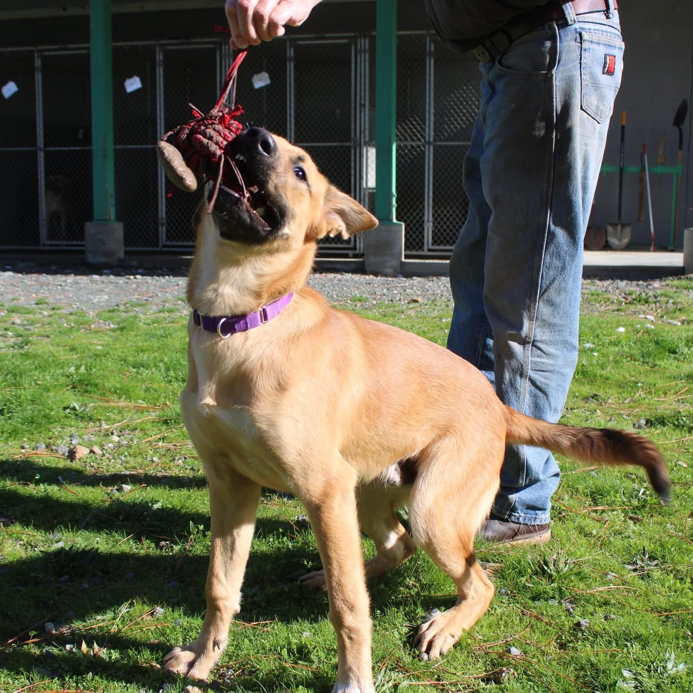 Watson, a Adoptable mixed breed in Weaverville, CA image 2/4