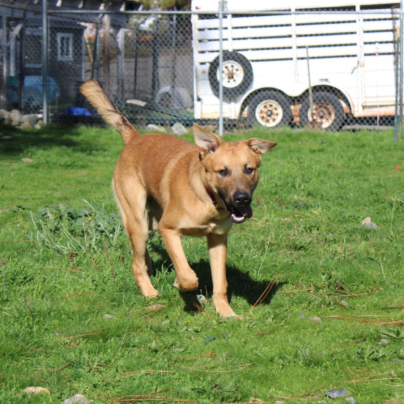 Watson, a Adoptable mixed breed in Weaverville, CA image 1/4