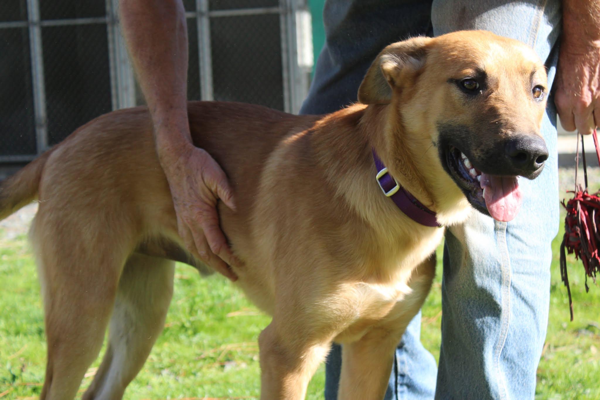 Watson, Adoptable, Adult Male Shepherd.