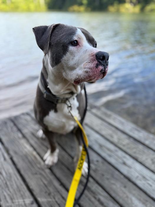 Enlarge Saturn, an adopted American Staffordshire Terrier in Saluda, VA image 5/5